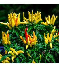 Chilli Tabasco - Capsicum frutescens - semena chilli - 7 ks